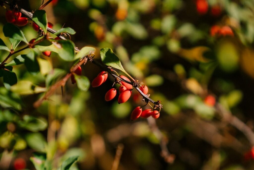 “Barberry fruits benefits in Hindi and English – Red superfood for health”