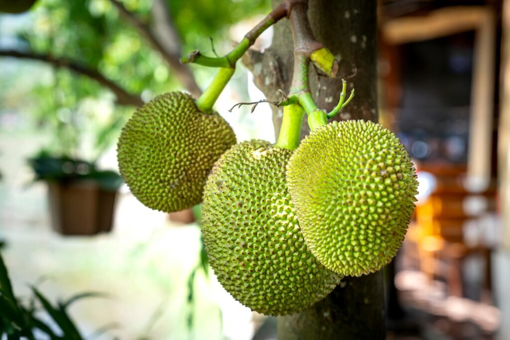 *Jackfruit Benefits in Hindi
