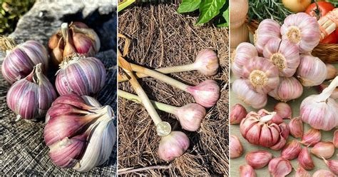 "Garlic health benefits for diabetes, heart health, immunity, weight loss and skin – natural herbal remedy used daily"