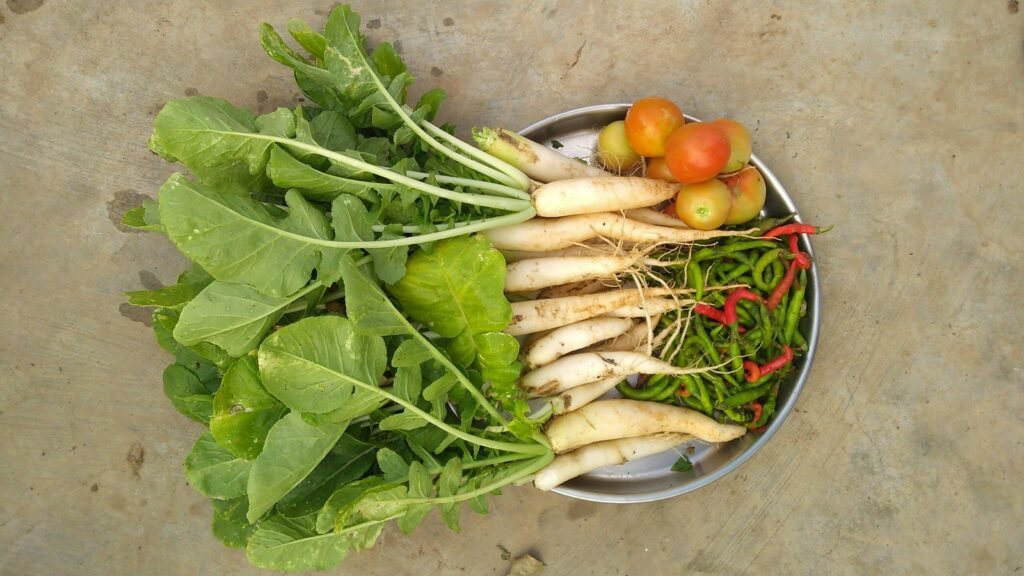 Radish for Digestion / Heart / Immunity / Weight LossRadish for Digestion / Heart / Immunity / Weight Loss