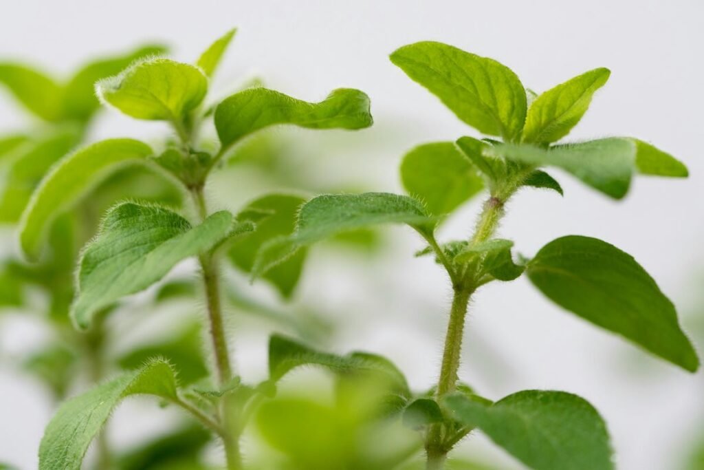 🌿 Fresh Basil Leaves – Health Benefits, Uses, and Hindi Translation | तुलसी पत्तों के फायदे और उपयोग