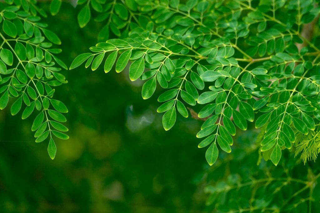 Moringa (Sahjan/Drumstick Tree) is a natural superfood