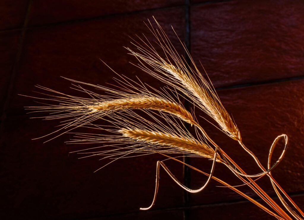 Barley Grains Image – जौ के दाने की तस्वीर