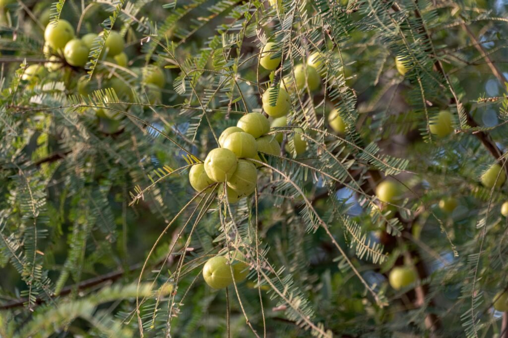 Fresh Amla fruit benefits (आंवला के फायदे)